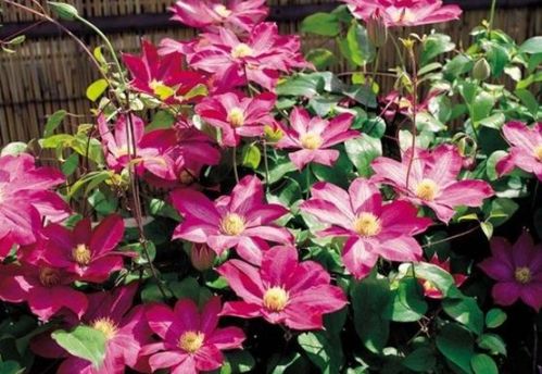 新手養(yǎng)花選它！花中精品輕松爬滿墻，花朵大又美，還能當(dāng)蔬菜吃